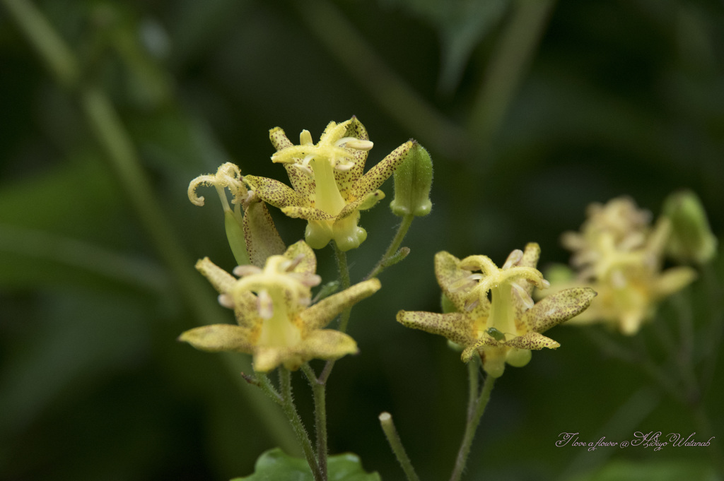 よろこび 　タマガワホトトギス（玉川杜鵑）