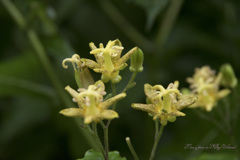 よろこび 　タマガワホトトギス（玉川杜鵑）