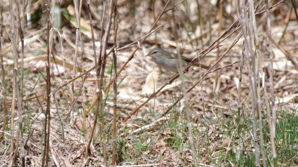 鶯くん　そっと覗きみ