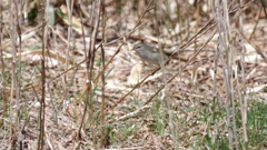 鶯くん　そっと覗きみ
