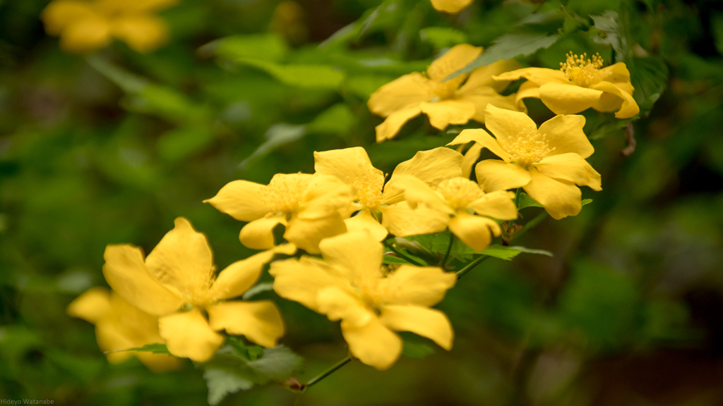 里のヤマブキ