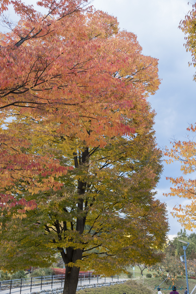 公園の紅葉