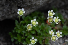 白出沢の白い花、雲間草