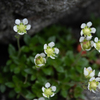 白出沢の白い花、雲間草