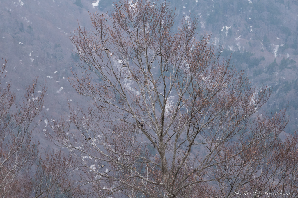 野鳥の群れ