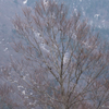 野鳥の群れ