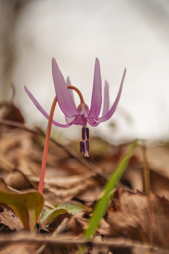 カタクリ　里山の春