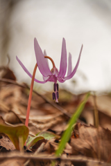 カタクリ　里山の春