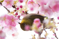 雪降空にメジロ来たる2
