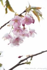 寒桜、束の間のみぞれ