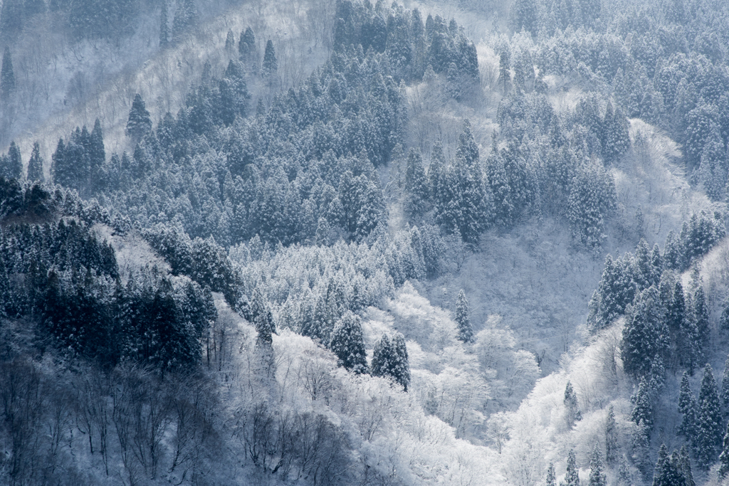 雪が降って