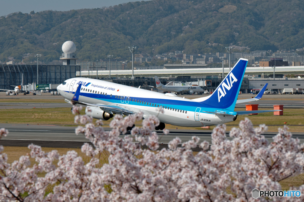 うららかな桜の日