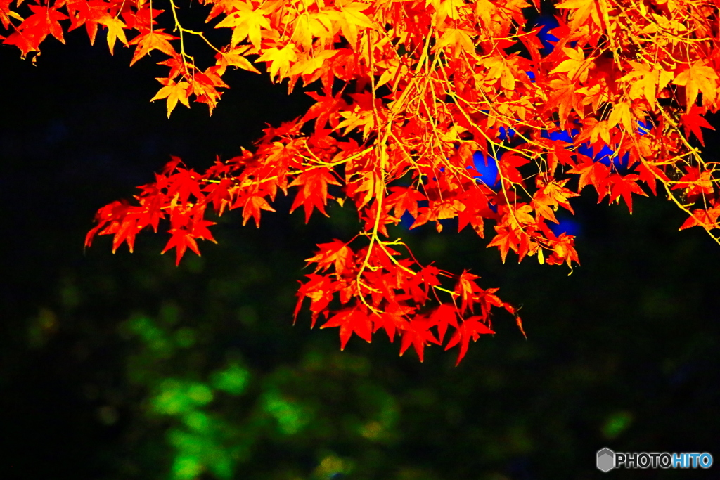 夜の紅葉