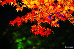 夜の紅葉