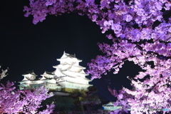 姫路城 × 夜桜