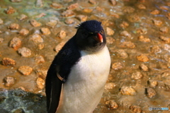 イワトビペンギン