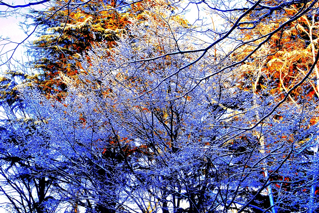 紫煙の木々
