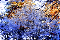 紫煙の木々
