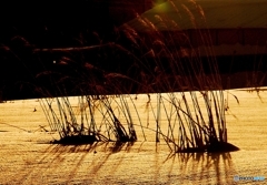 冬の朝ひの光と影