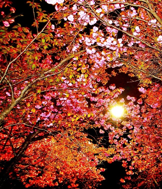 桜の夜