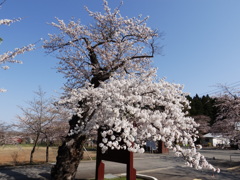 お花見の季節