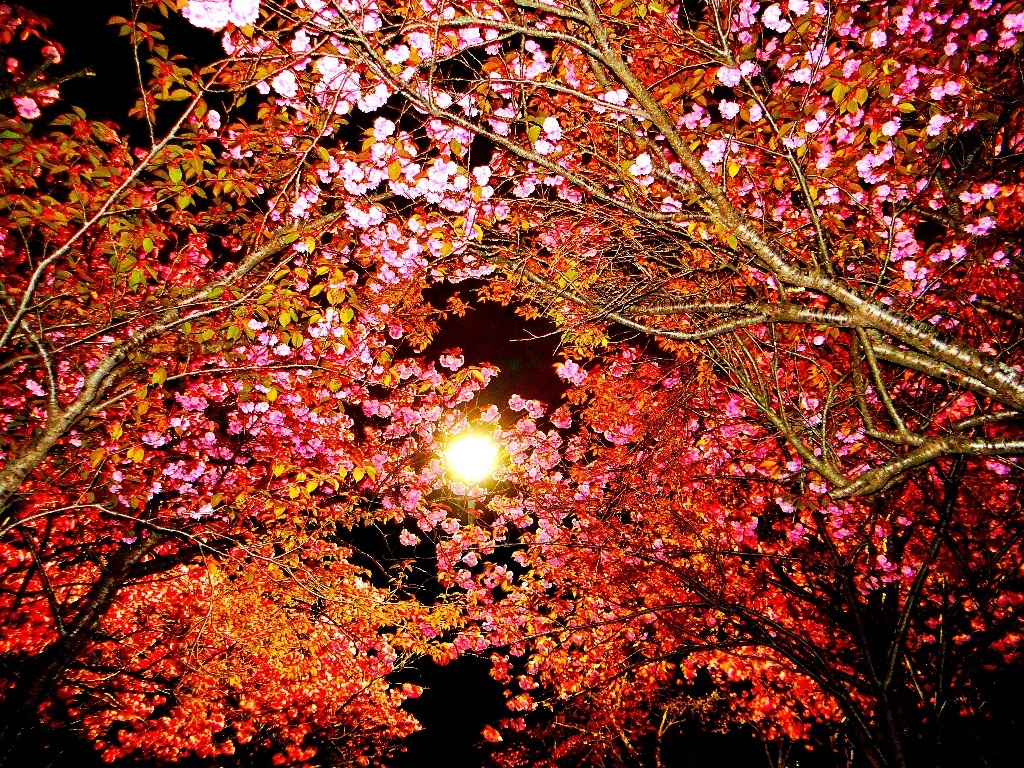 夜桜