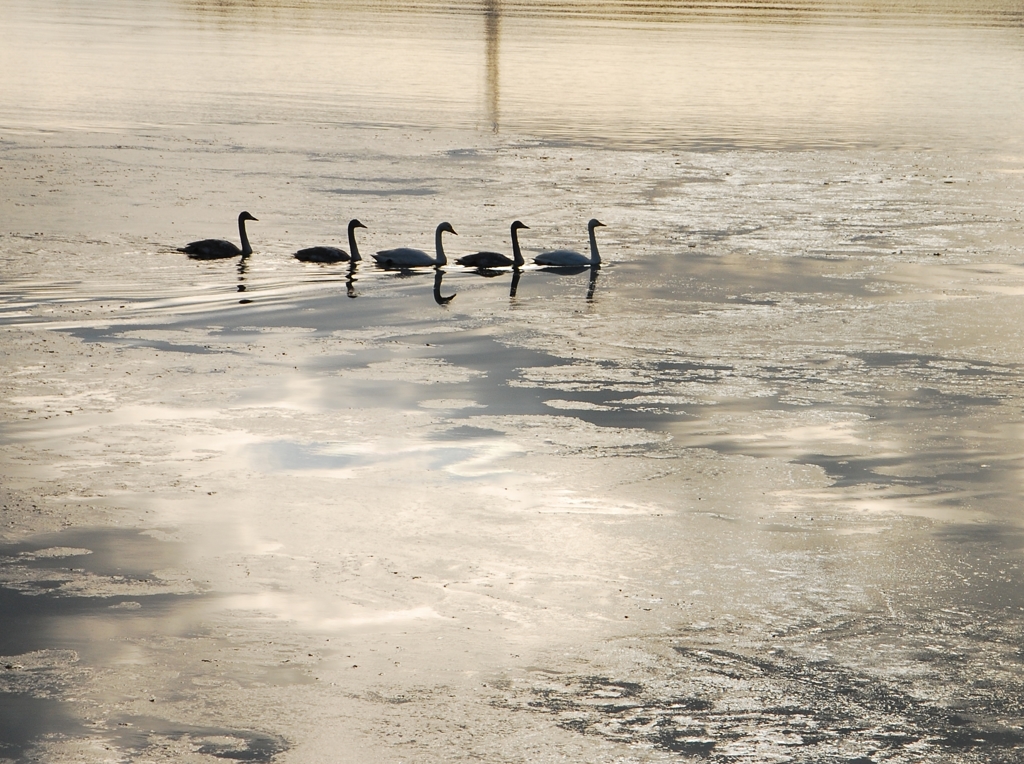 白鳥のいる海