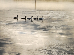 白鳥のいる海