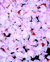 桜888