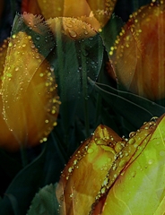 チューリップの涙