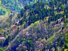 春の山