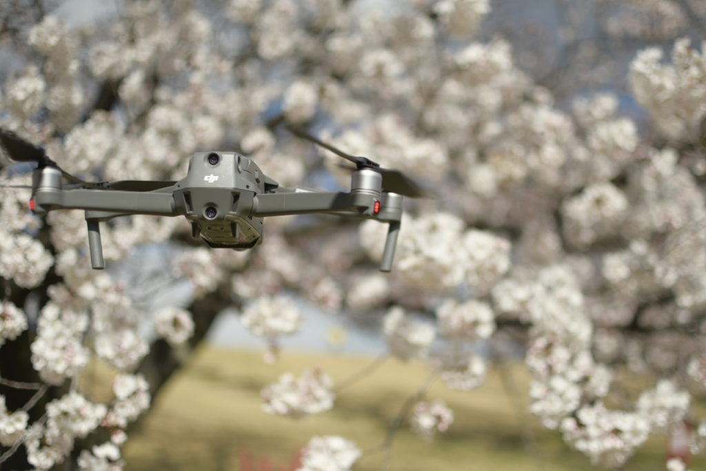 ドローン×桜