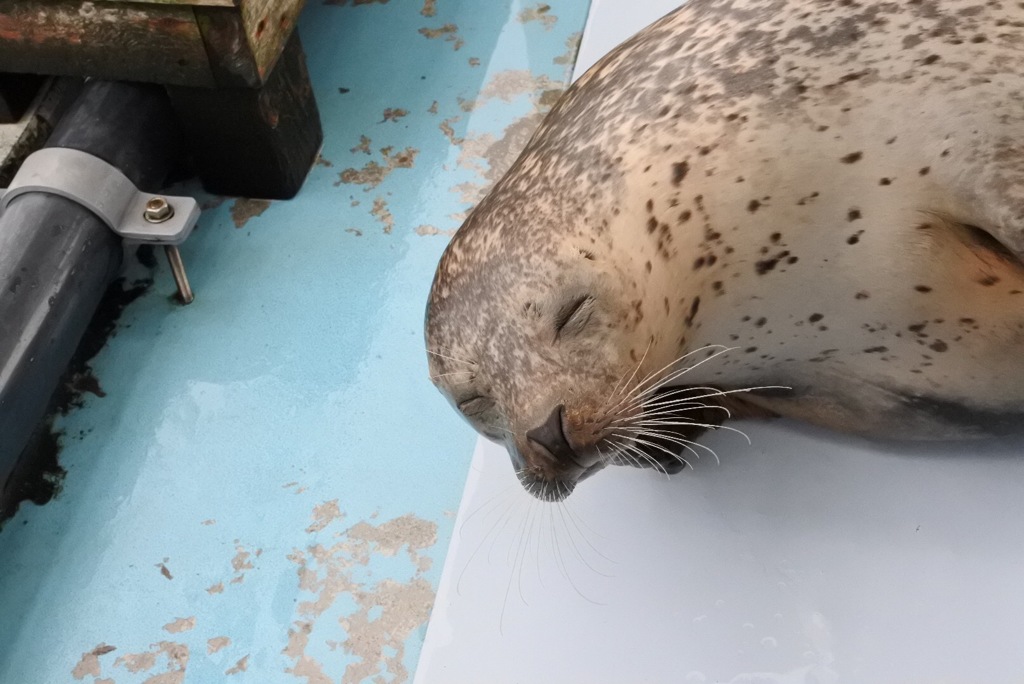 にこにこアザラシ