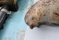 にこにこアザラシ