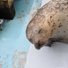 にこにこアザラシ