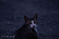 野良猫ちゃん 1