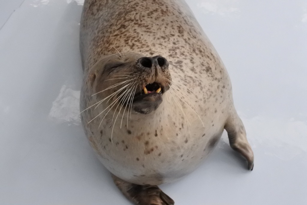 紋別のアザラシ