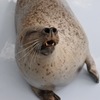 紋別のアザラシ