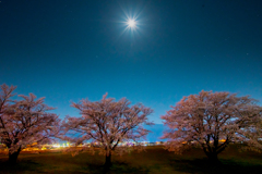 夜桜