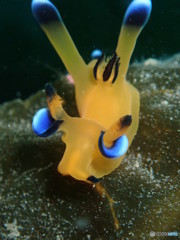 ピカチュウ 