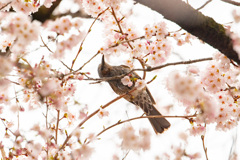 春を呼ぶ鳥