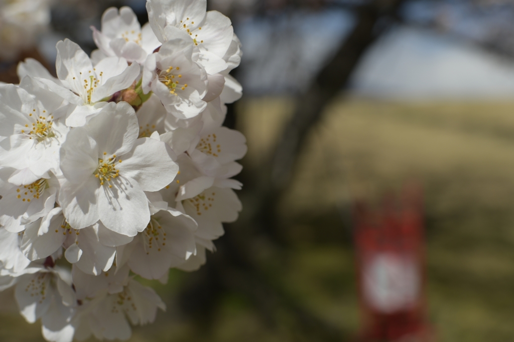 桜