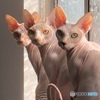 スフィンクス猫