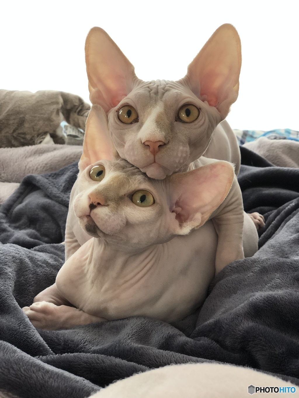 Suchmo & Qt
