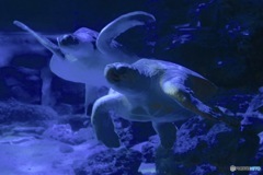 6241729040_IMG_0014