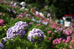 紫陽花の里