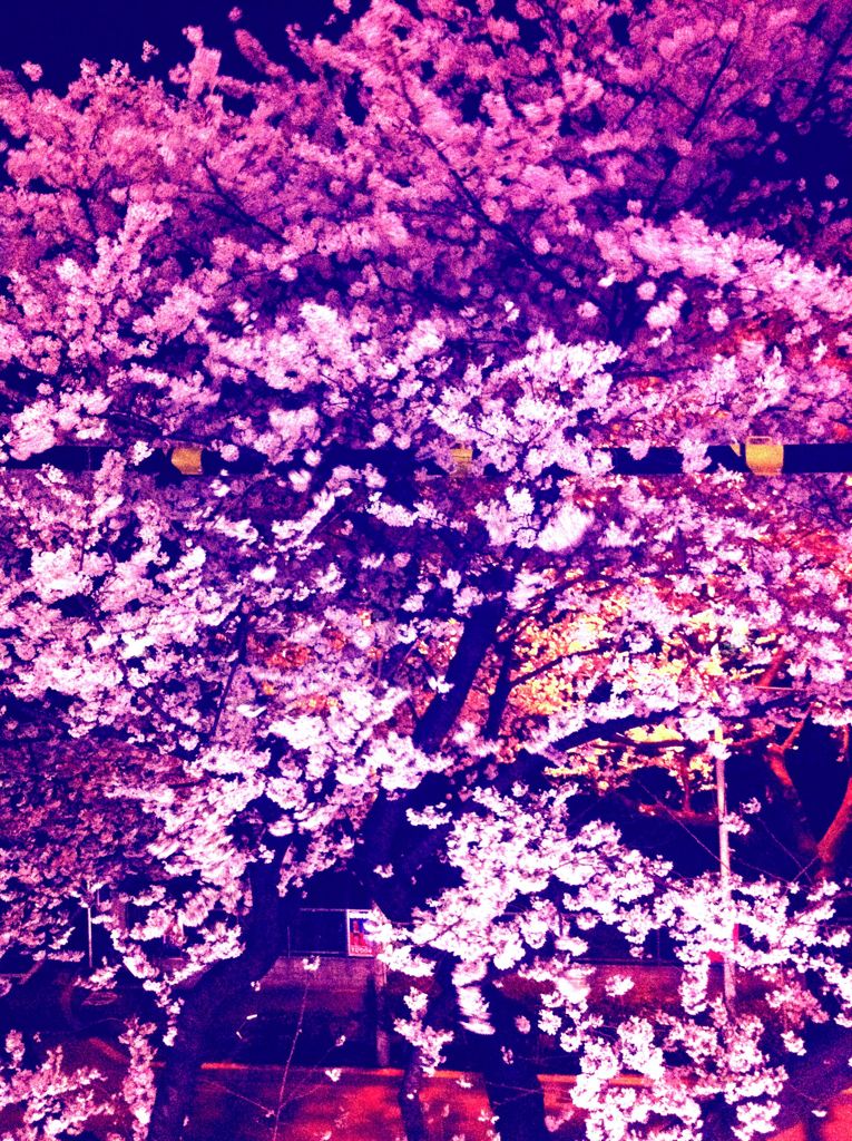 夜桜