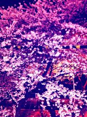 夜桜