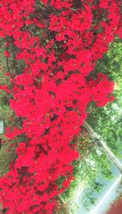 深紅のツツジ　