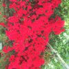 深紅のツツジ　